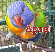 Agapi with name
