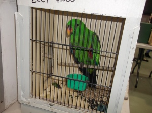 eclectus in tight box $4000 at Mornington Peninsula Bird Show Melbourne at Mornington Peninsula Bird Show Melbourne 