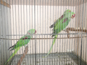 Green parrots with no food at Mornington Peninsula Bird Show Melbourne 