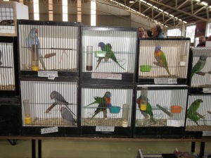 lorikeets etc in box at Mornington Peninsula Bird Show Melbourne 2014