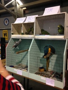 budgies and macaw3