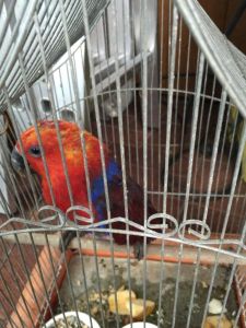 eclectus charlie 2