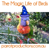 The Magic Life of Birds